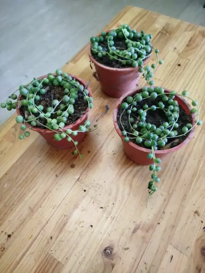 Planta suculenta Senecio Rowleyanus - miniatura 3