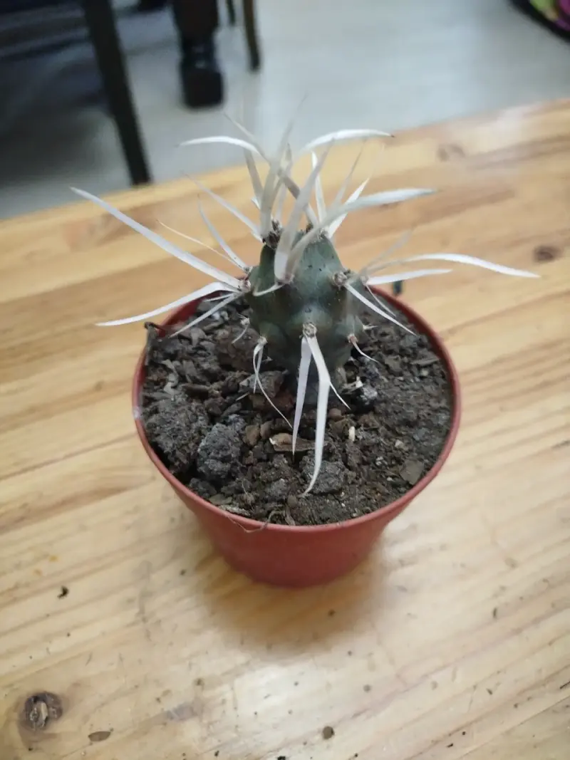 Planta suculenta Senecio Rowleyanus - 4