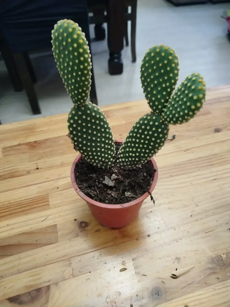 Planta suculenta Senecio Rowleyanus - 5