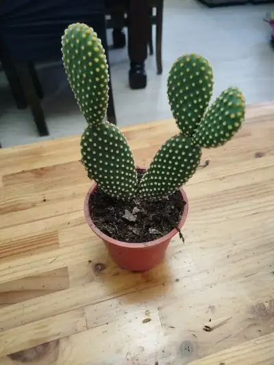 Planta suculenta Senecio Rowleyanus - miniatura 5