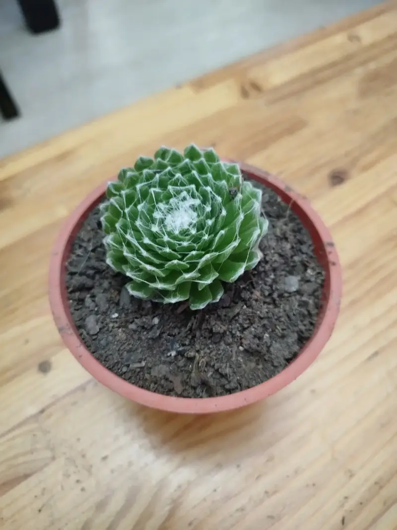 Planta suculenta Senecio Rowleyanus - 6
