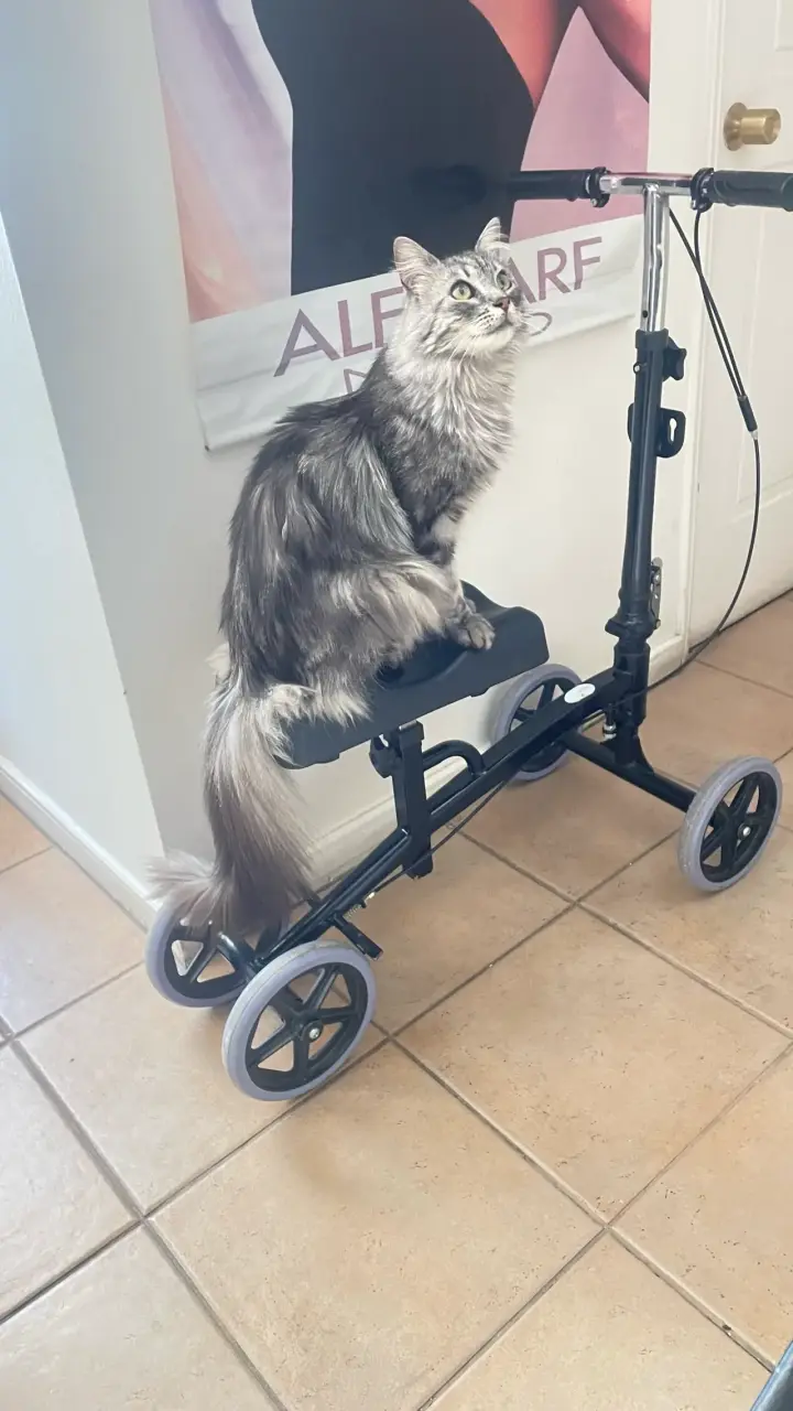 SCOOTER MÉDICO CON APOYO DE RODILLA - 2