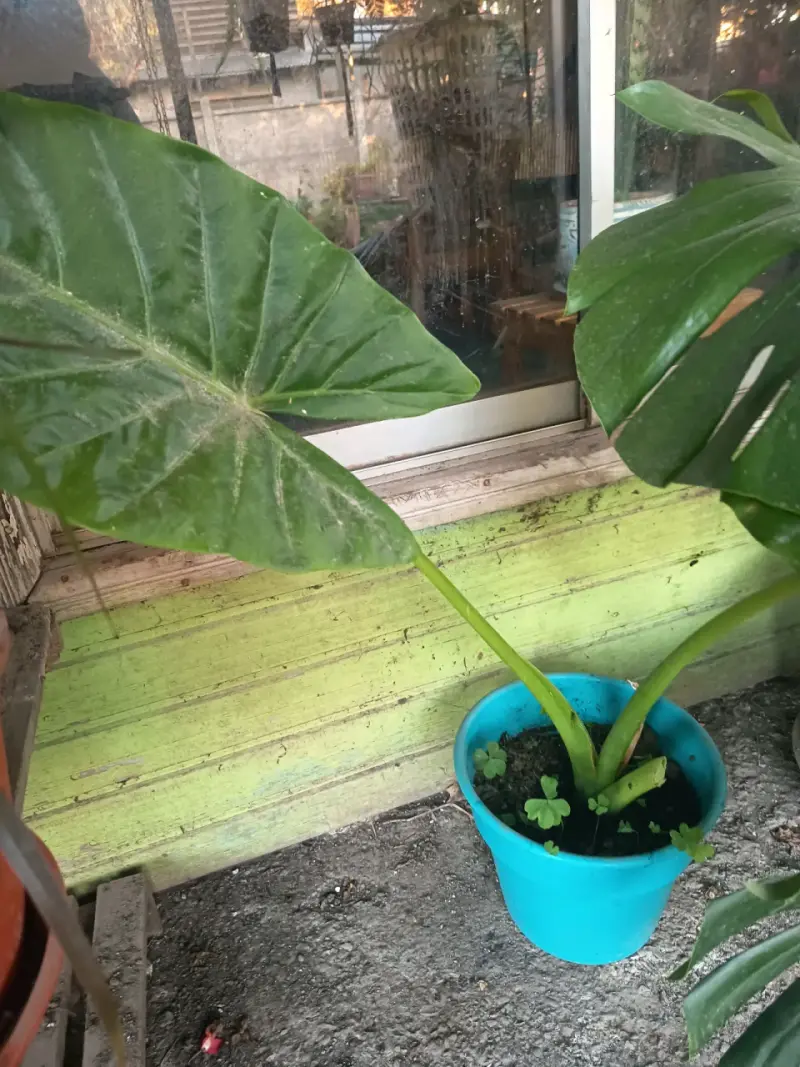 Planta: manto de Eva 50 cm aprox en maceta azul