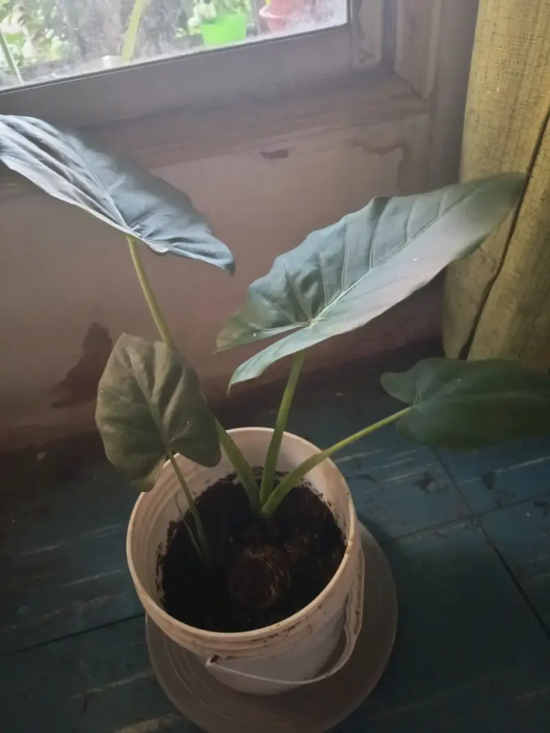 Manto de Eva doble Planta de interior en maceta