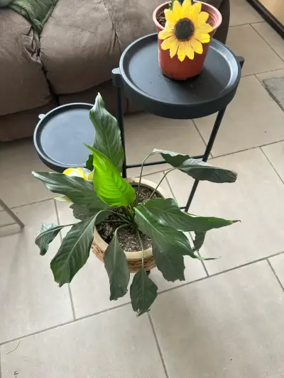 Soporte para plantas nuevo - miniatura 3