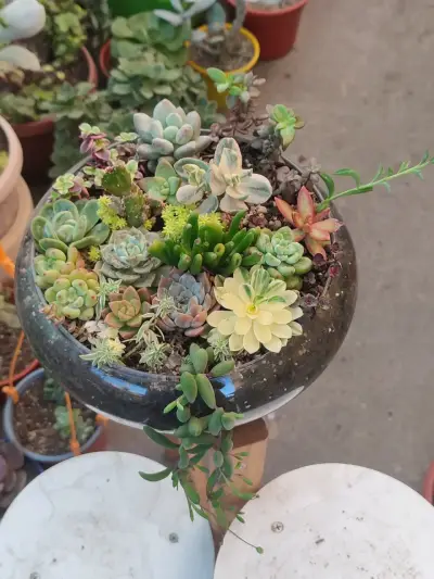 Arreglo de suculentas de colección - miniatura 1