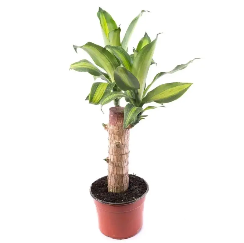 Dracaena en maceta plástica