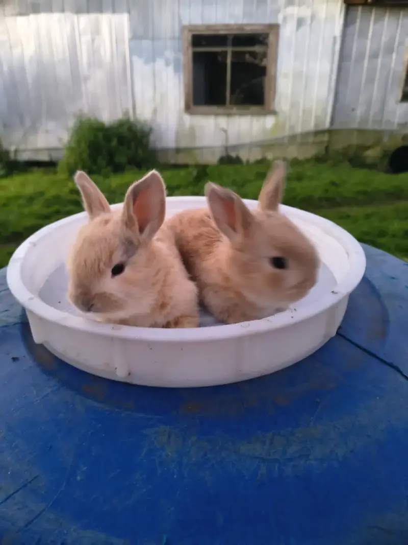 Conejitos