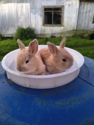 Conejitos - miniatura 1