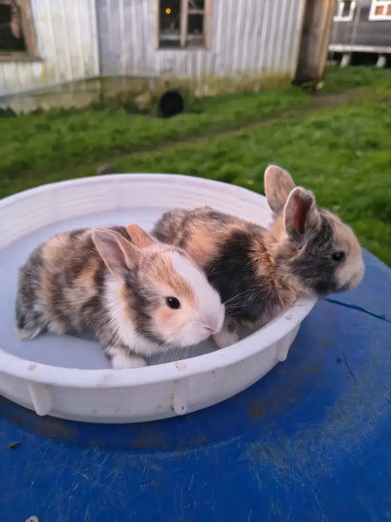 Conejitos - 2