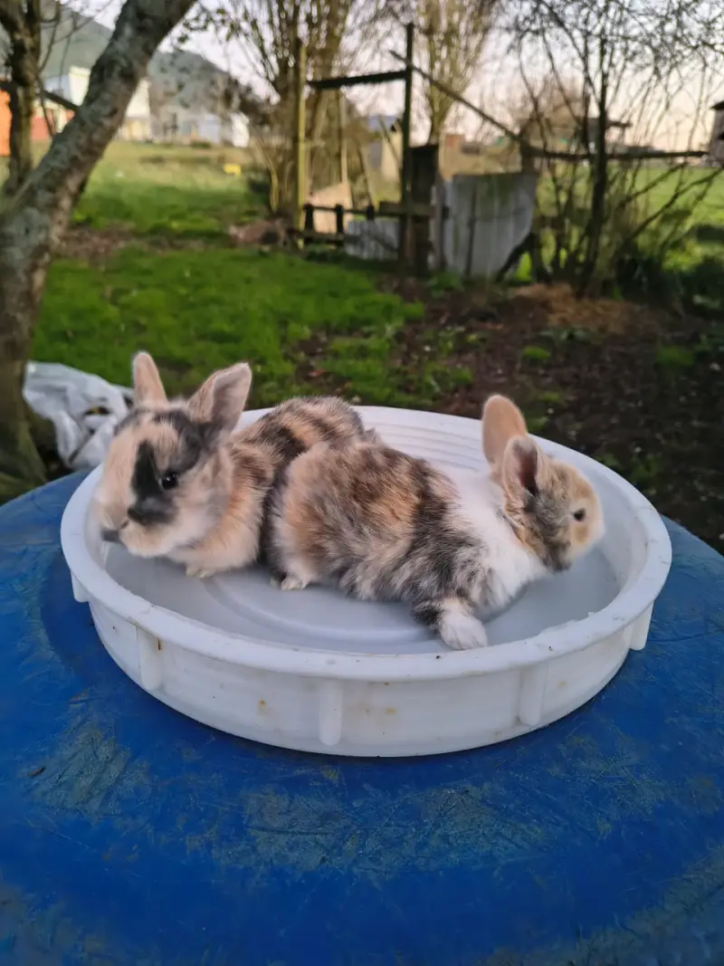 Conejitos - 3