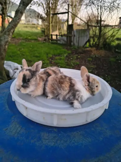 Conejitos - miniatura 3
