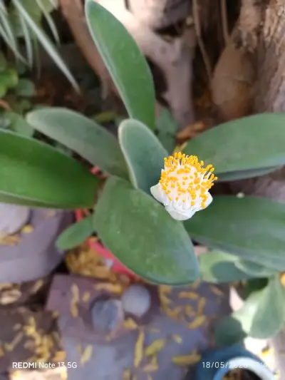 Planta con flor amarilla, brochas del pintor - miniatura 1