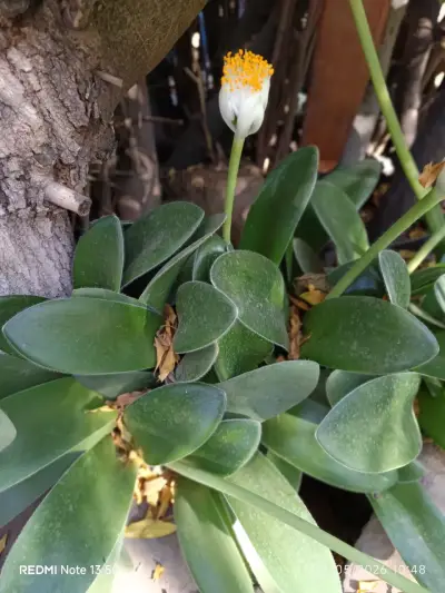 Planta con flor amarilla, brochas del pintor - miniatura 2