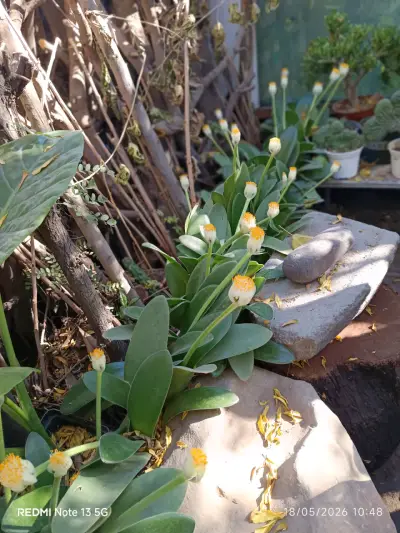 Planta con flor amarilla, brochas del pintor - miniatura 3