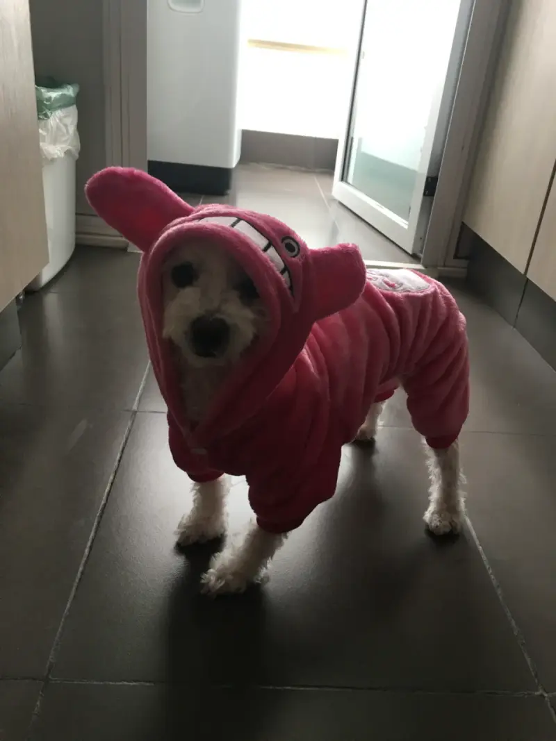 Disfraz perrita  rosado peluche - 3
