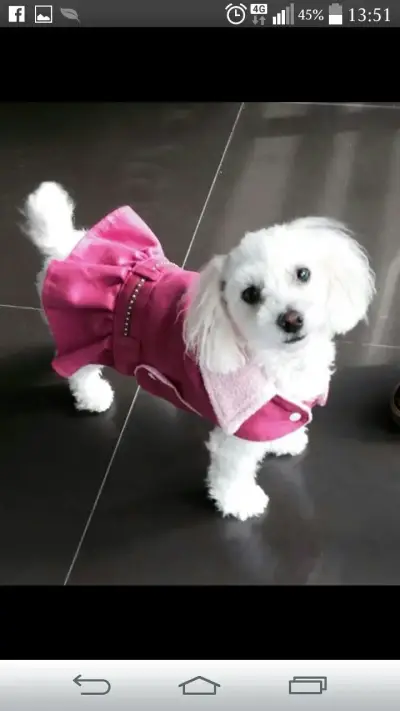 Disfraz perrita  rosado peluche - miniatura 4