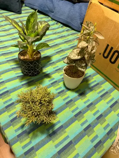 Set de mini plantas decorativas - miniatura 1