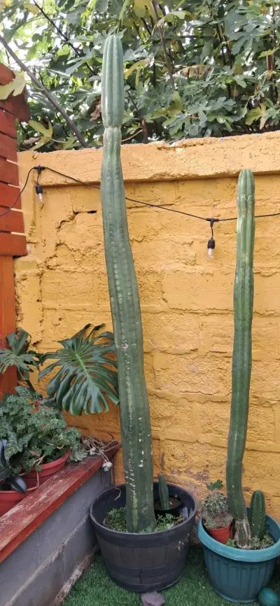 Cactus San  Pedro alto en maceta - miniatura 1