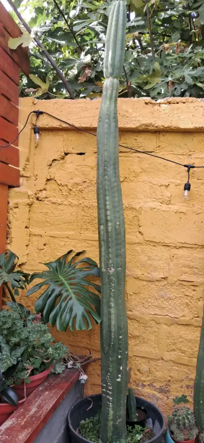 Cactus San  Pedro alto en maceta - miniatura 2