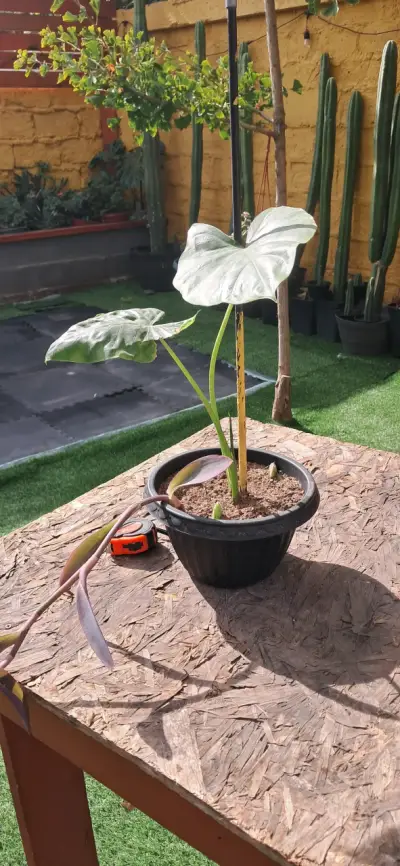 Planta manto de Eva en maceta - miniatura 1