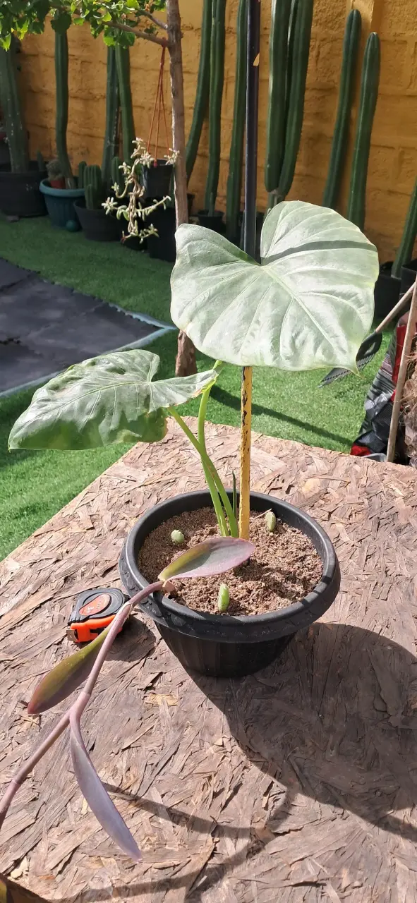 Planta manto de Eva en maceta - 2