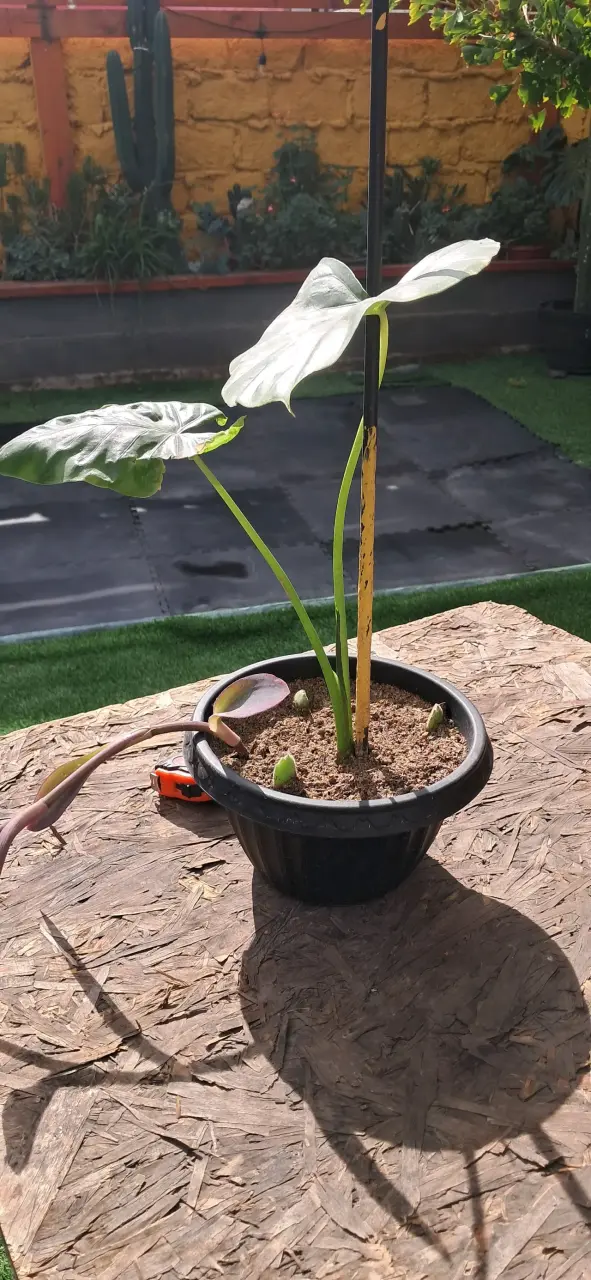 Planta manto de Eva en maceta - 3