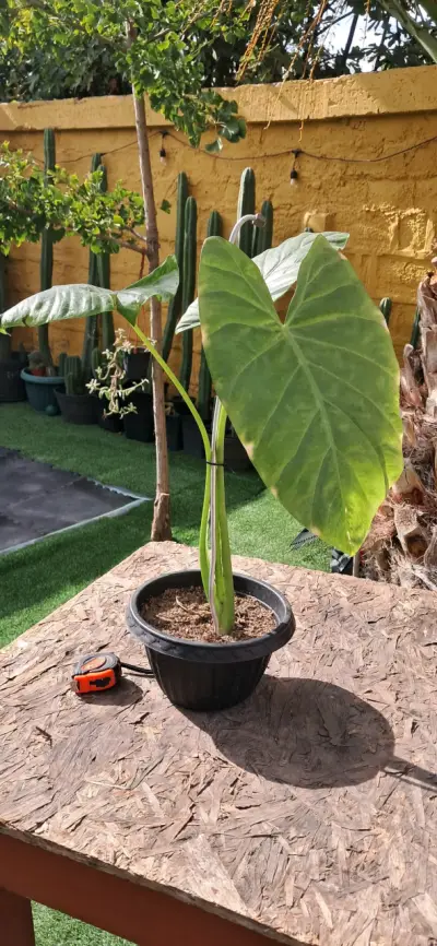 Planta Alocasia en maceta - miniatura 1