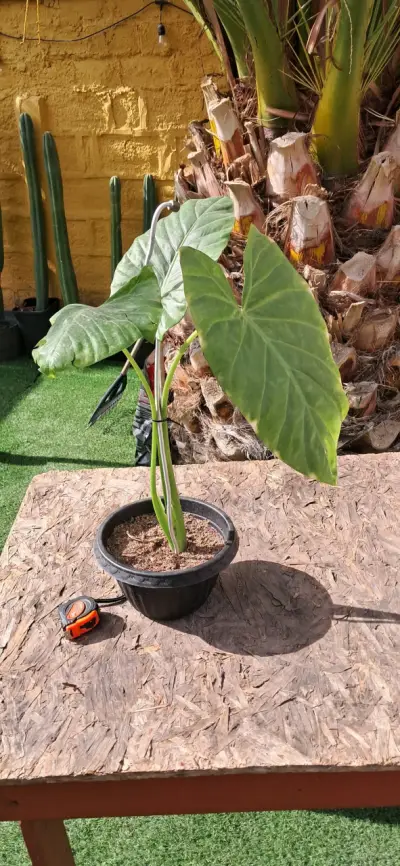 Planta Alocasia en maceta - miniatura 2