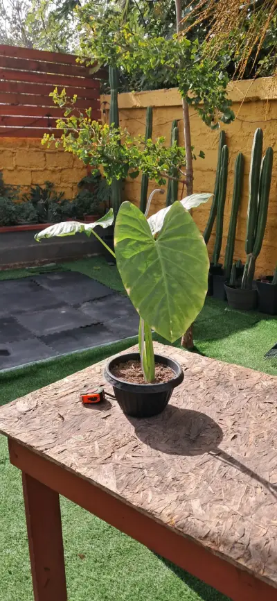 Planta Alocasia en maceta - miniatura 3