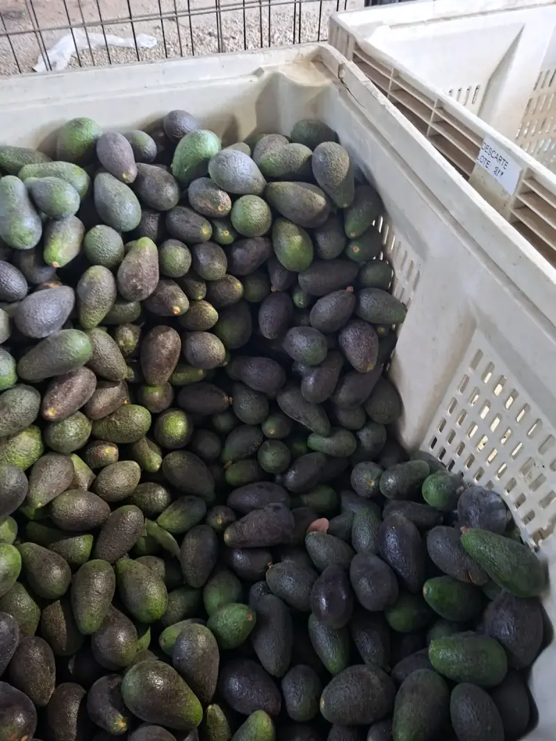 Palta Hass chilena - 1