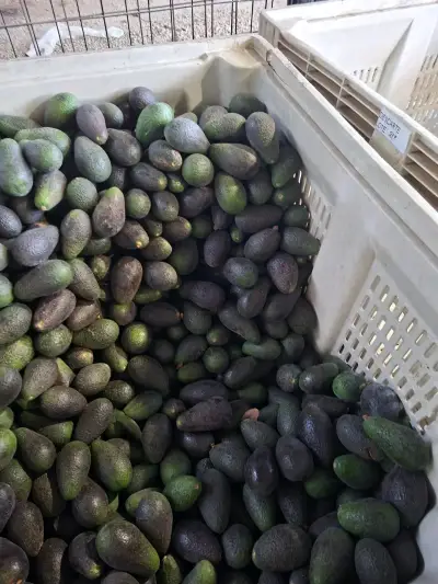Palta Hass chilena - miniatura 1