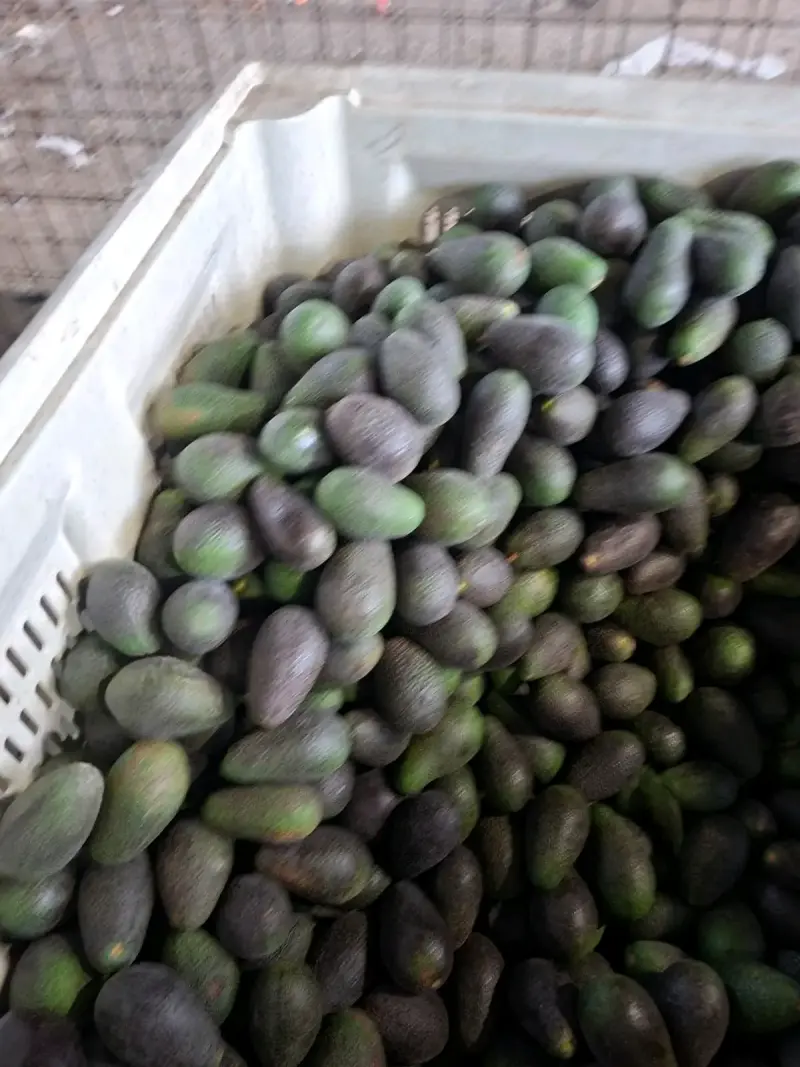 Palta Hass chilena - 2