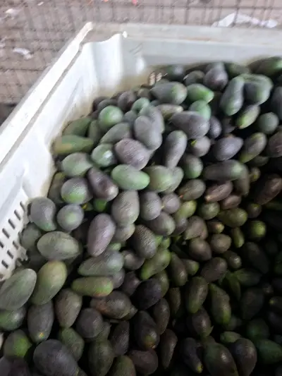 Palta Hass chilena - miniatura 2
