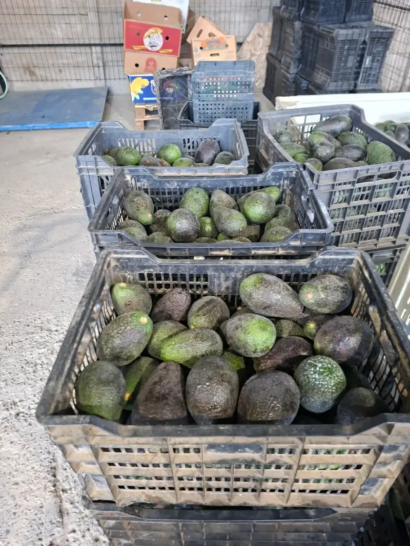 Palta Hass chilena - 3