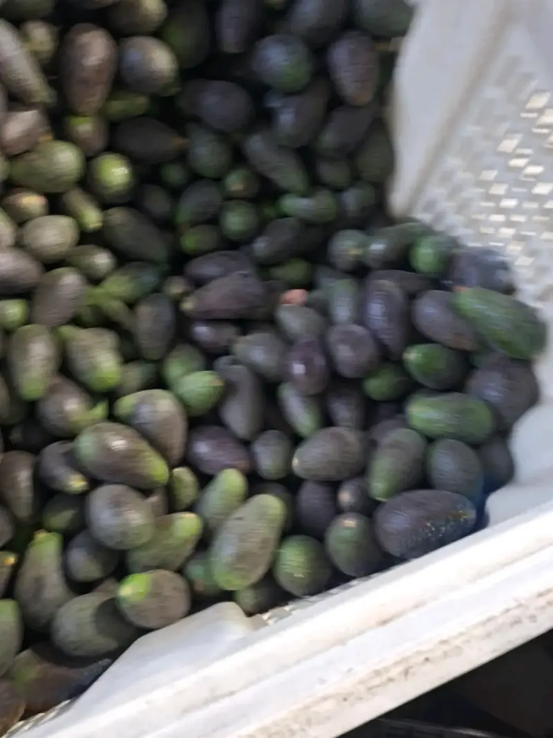 Palta Hass chilena - 4