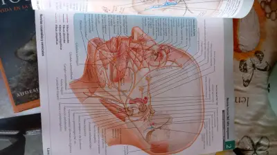 Atlas de Anatomía de Netter - 8va Edición - miniatura 2