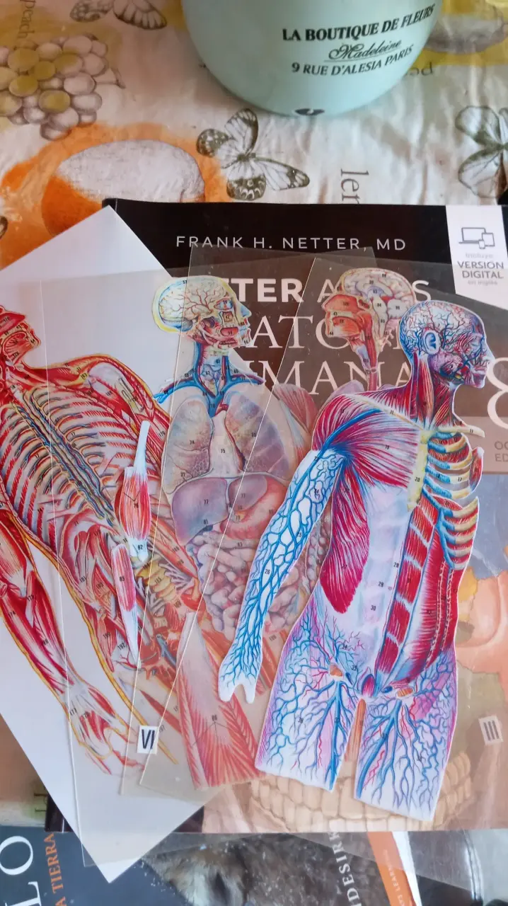 Atlas de Anatomía de Netter - 8va Edición - 3