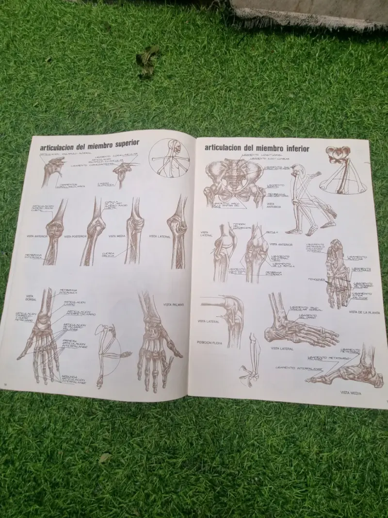 Libro Anatomía para Artistas - 2