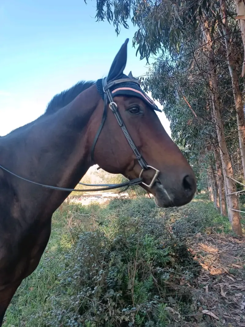 Cabezada de cuero tipo western para caballo - 3