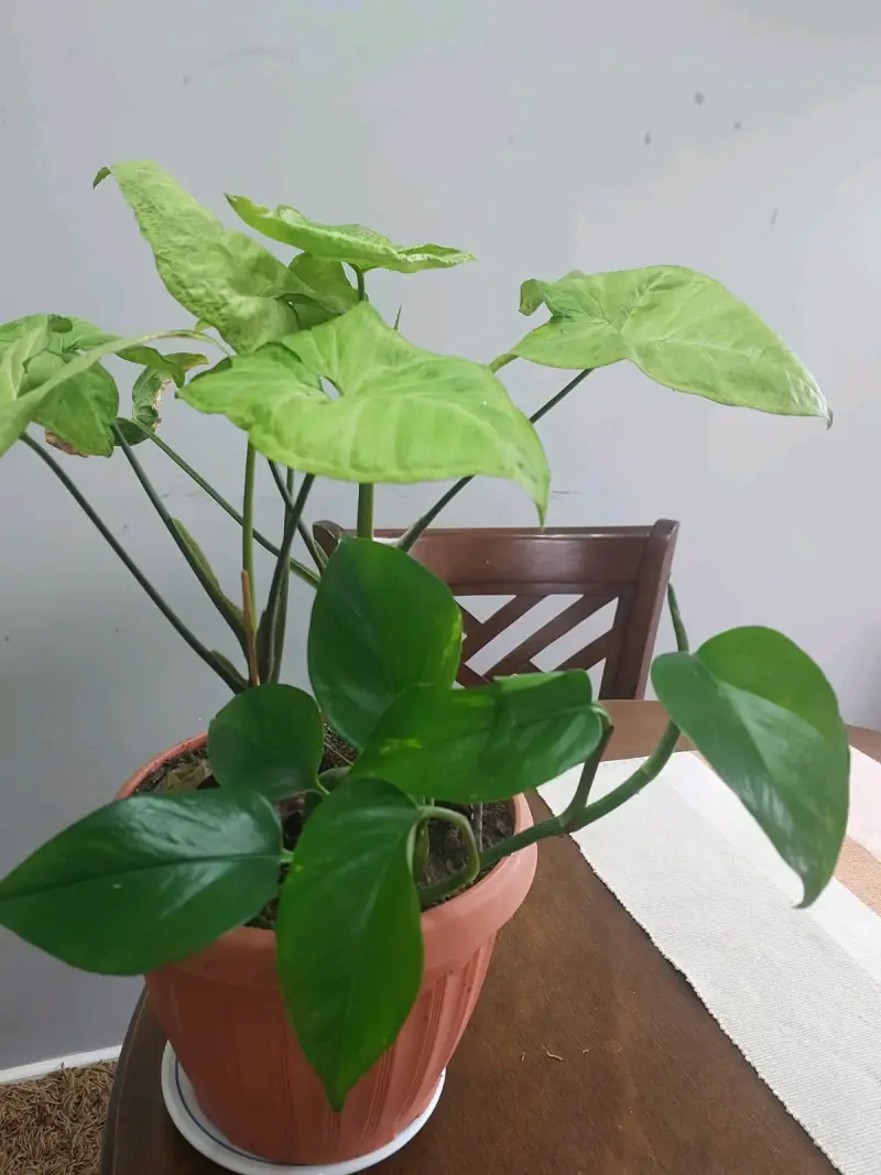 Planta de interior en maceta