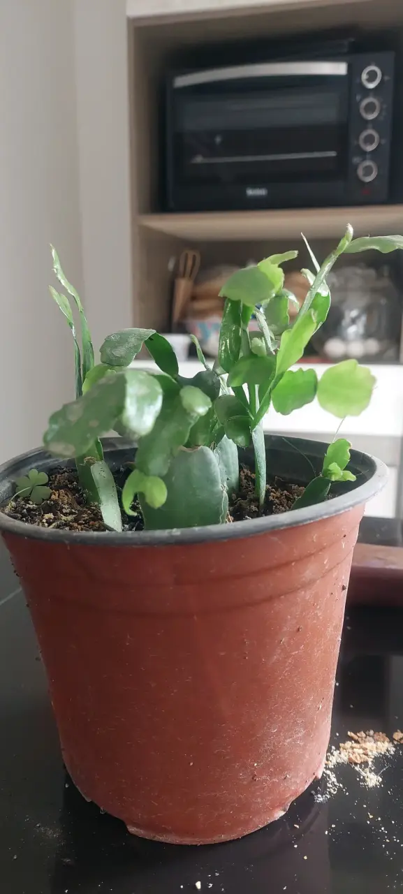 Cactus de navidad - 1