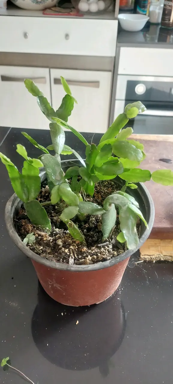 Cactus de navidad - 2