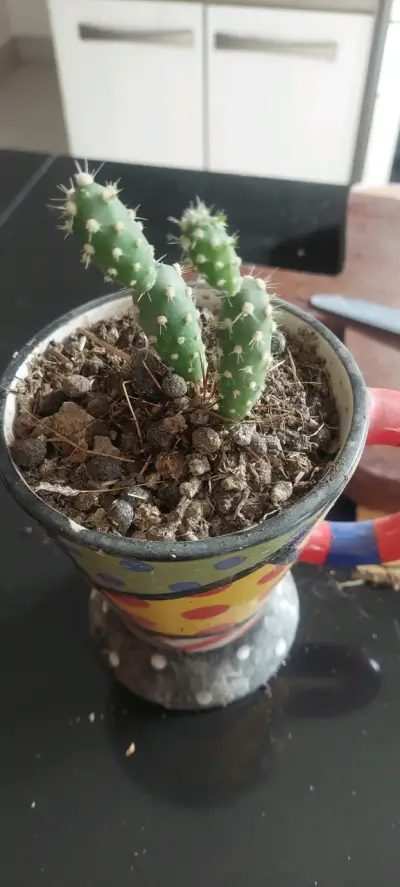 Cactus  de flor amarilla en macetero colorido - miniatura 2