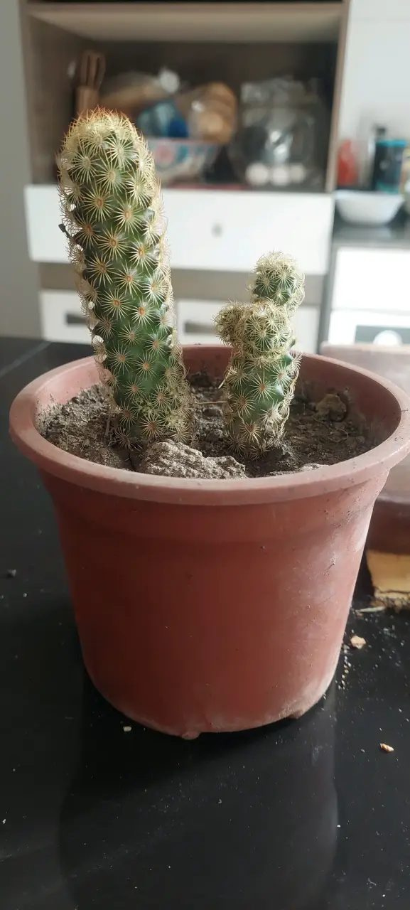 Cactus d flor blanca en maceta - 1