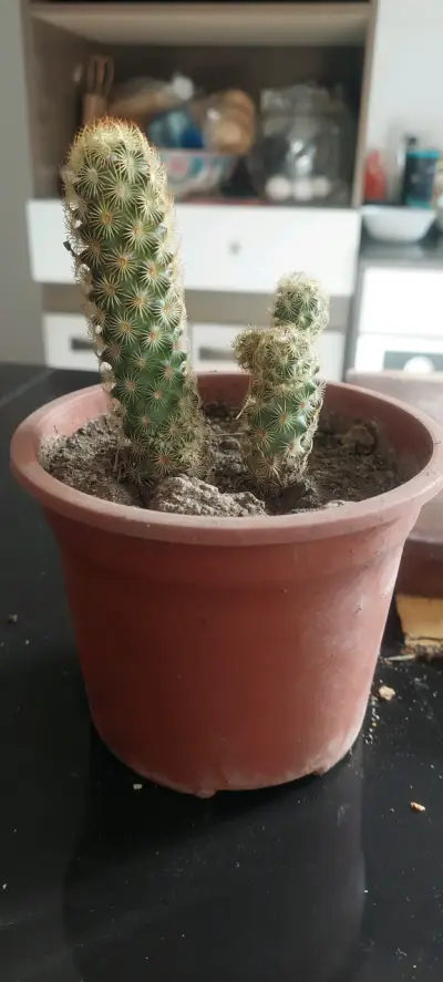Cactus  d flor blanca en maceta - miniatura 1