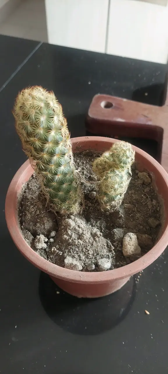 Cactus d flor blanca en maceta - 2