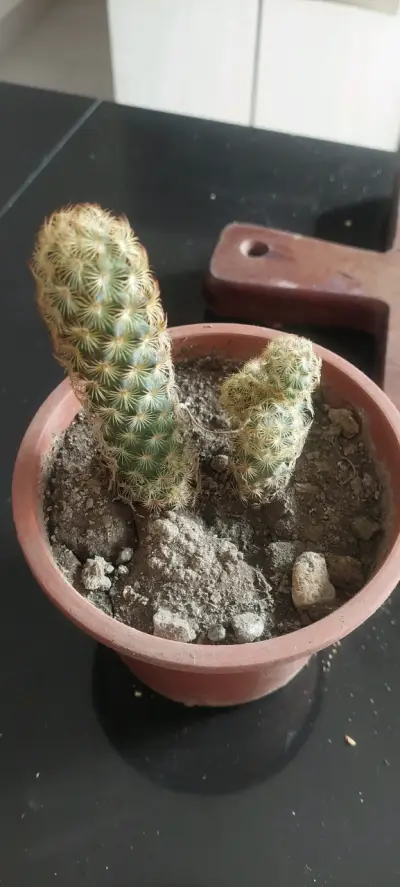 Cactus  d flor blanca en maceta - miniatura 2