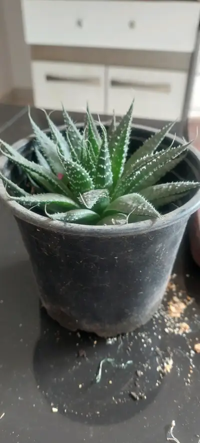 Suculenta  nativa verde en maceta - miniatura 1