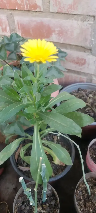 Planta de caléndula en maceta - miniatura 1
